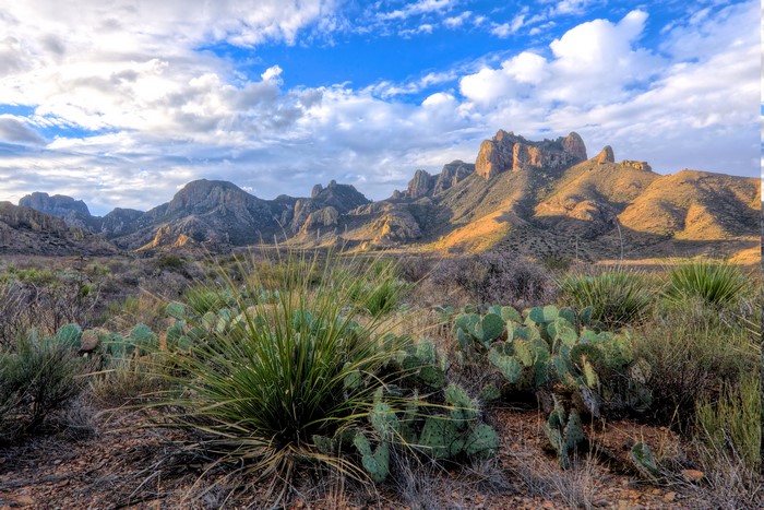 Desert landscape with mountains and cacti in Big Bend National Park, Texas