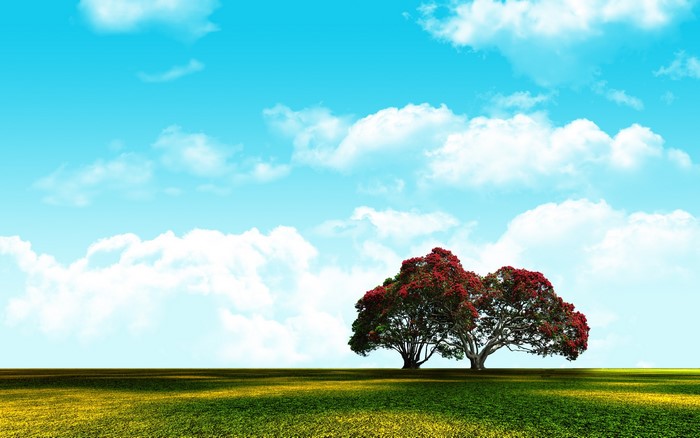 Two trees with red flowers in a field under a blue sky