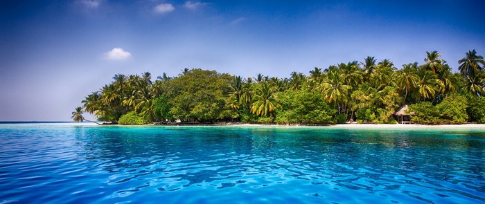 Maldives Tropical Beach with Palm Trees and Clear Blue Sea
