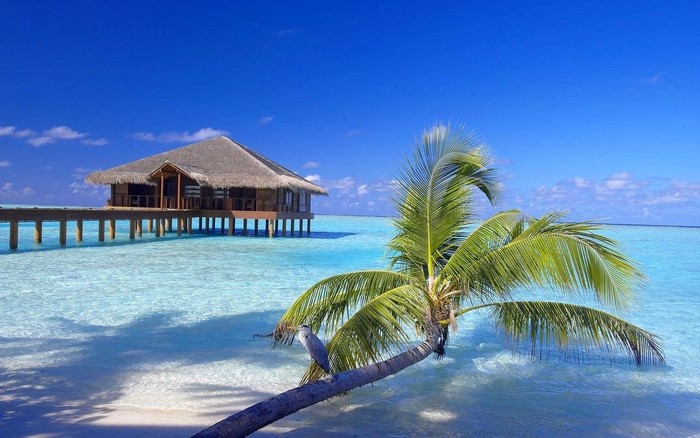 Maldives resort with overwater bungalow and palm tree