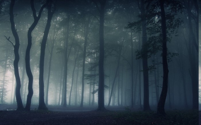 Misty forest with tall trees in the morning