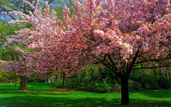 Blooming Cherry Blossom Tree in Spring Park