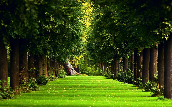 A tree-lined path through a green park