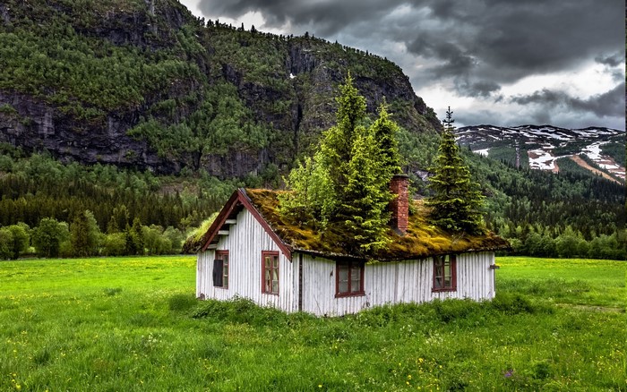 Abandoned House with Trees Growing on Roof in Norway