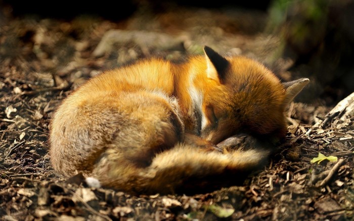 A sleeping fox curled up on the ground