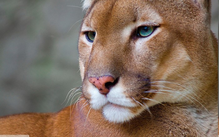 Close-up of a cougar's face
