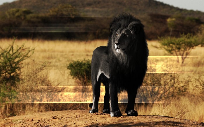 Black lion with mane in savanna