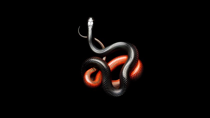 Black snake with glowing orange underside on black background