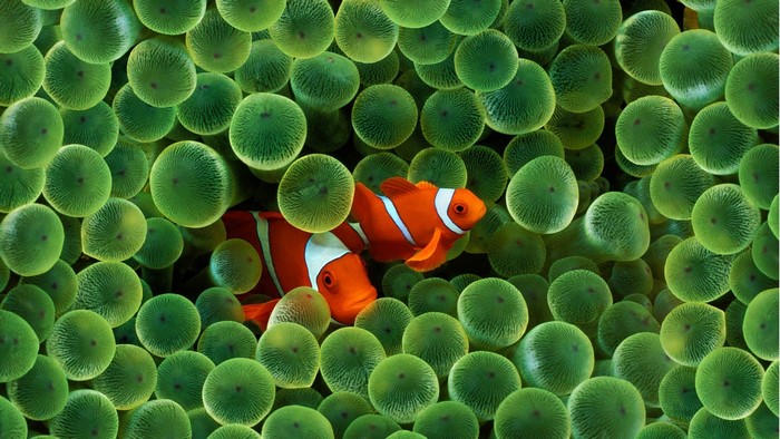 Two clownfish nestled in green sea anemones