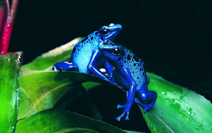 Two blue poison dart frogs on green leaves