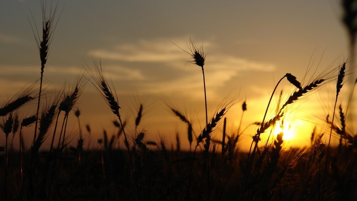 Wheat field silhouette at sunset