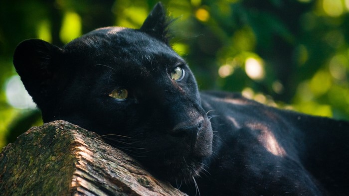 Black panther resting on a log in a forest