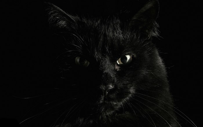 Close-up of a black cat's face