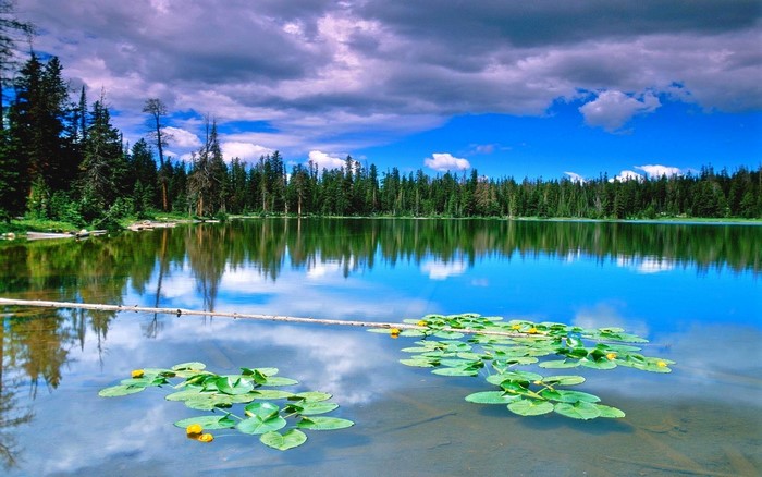 Serene Lake with Forest and Cloud Reflections