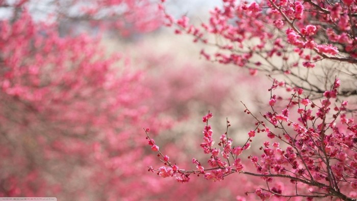 Pink cherry blossoms on branches