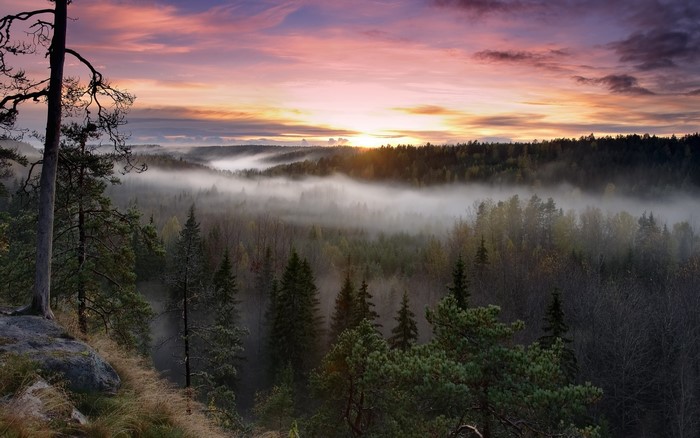 Misty forest sunrise with colorful sky
