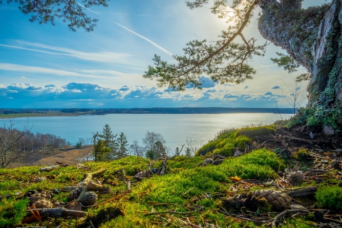 Sunny day over a lake with trees and mossy ground