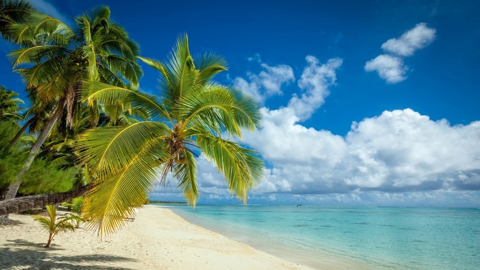 Tropical island beach with palm trees and turquoise sea