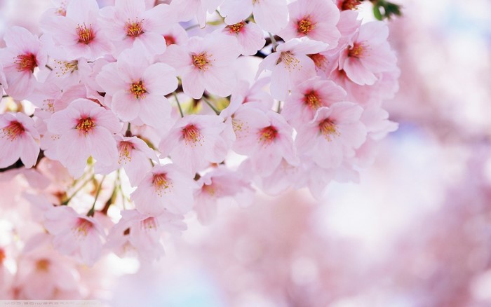 Pink cherry blossoms in spring