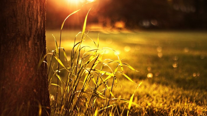 Sunlight filtering through grass near a tree trunk