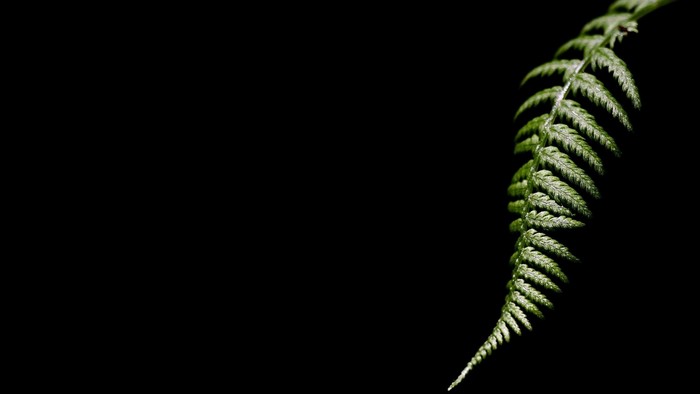 Green fern frond against black background