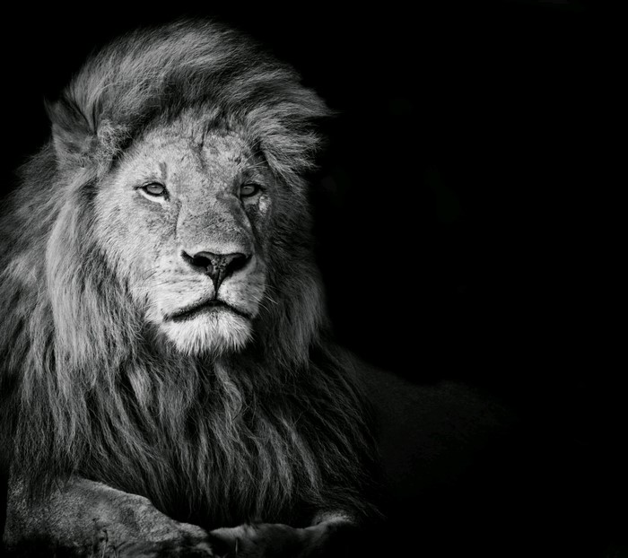 Black and white portrait of a lion