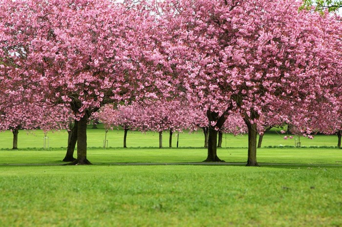 Cherry Blossom Trees in a Serene Park