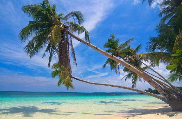 Palm trees on a tropical beach with turquoise water