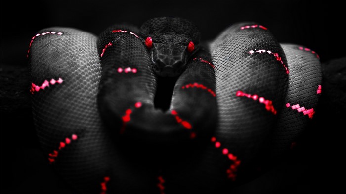 Black snake with red markings and eyes