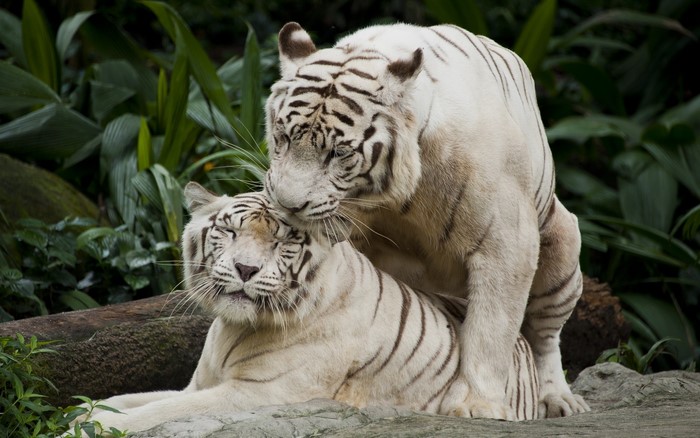 Two white tigers interacting in a jungle setting
