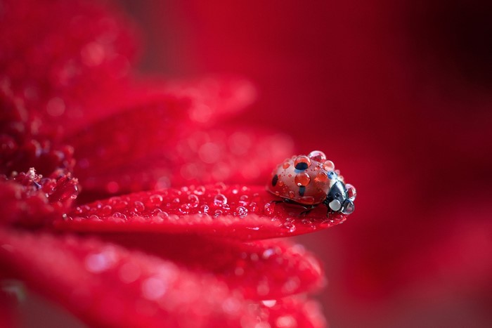 Ladybug on Red Petal with Water Drops