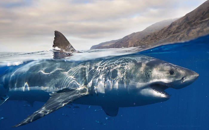 Great white shark swimming in the ocean