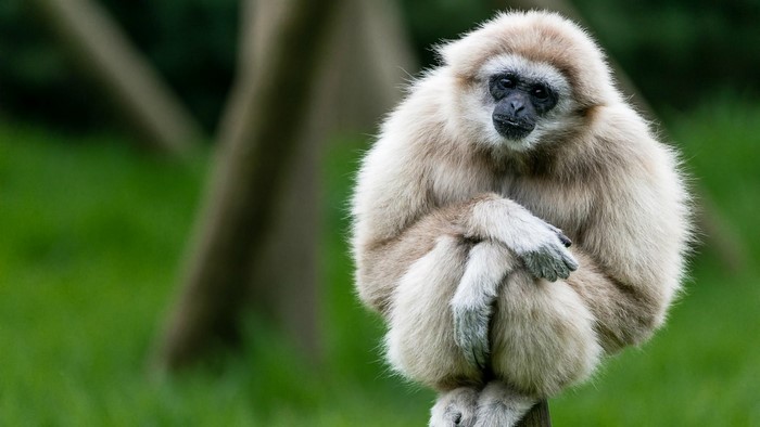 A white gibbon sits on a wooden post