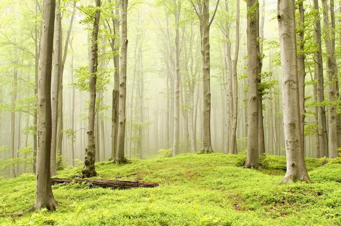 Misty forest with green foliage and trees