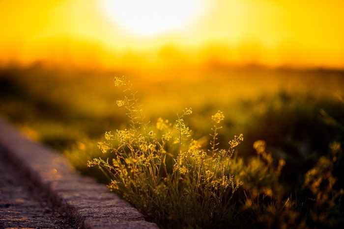 Yellow wildflowers at sunset with shallow depth of field
