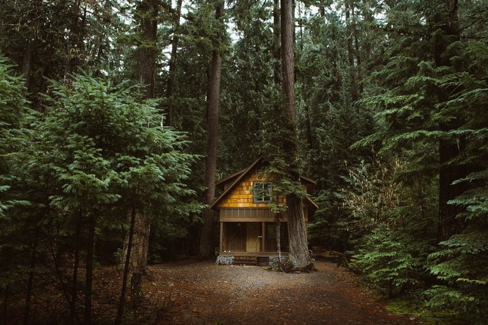 Wooden cabin in a dense forest