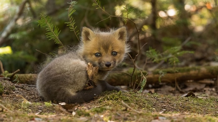 Baby fox cub sitting in a forest