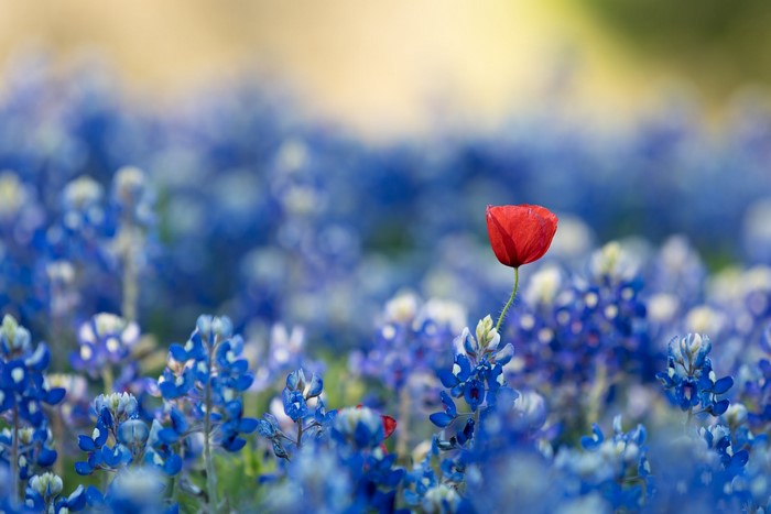 Red poppy in a field of bluebonnets
