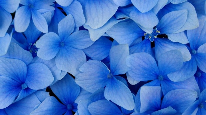 Close-up of blue hydrangea petals