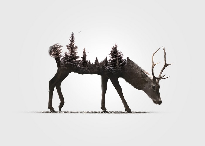 Double Exposure Deer with Forest and Birds