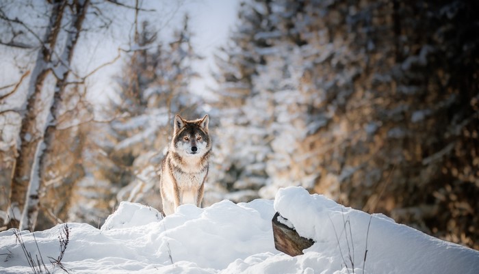 Wolf standing in a snowy forest