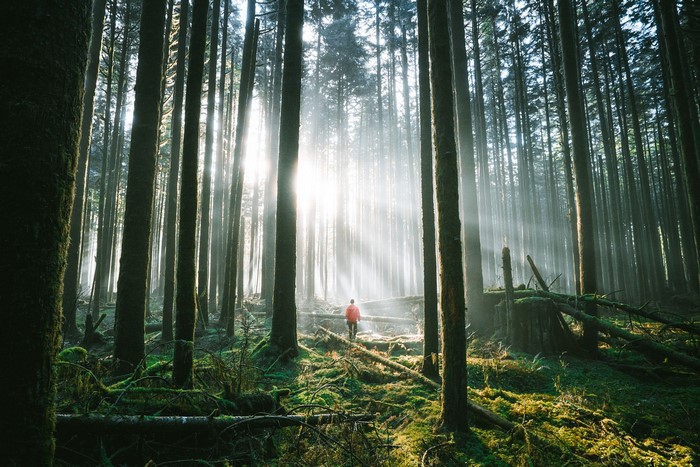 Person walking in a sunlit forest