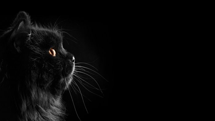 Black cat with orange eyes on black background