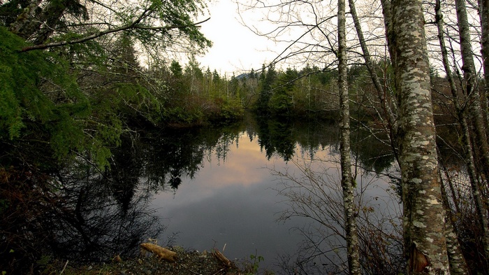 Trees reflected in a dark lake