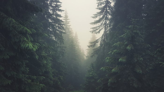 Pine trees in mist in Tatra Mountains, Slovakia