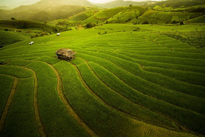 Terraced rice fields with a hut in Thailand