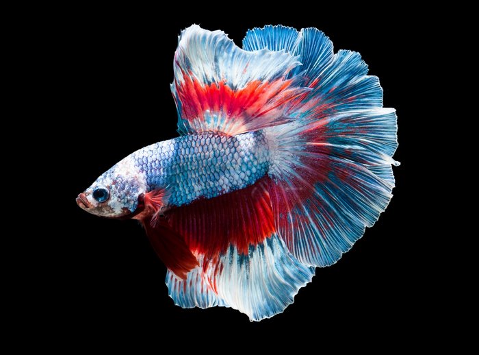 Betta fish with flowing fins and colorful scales