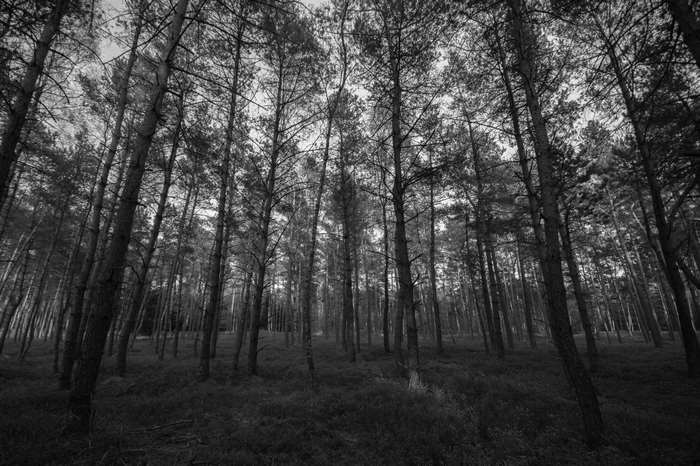 Dark forest with tall pine trees in black and white