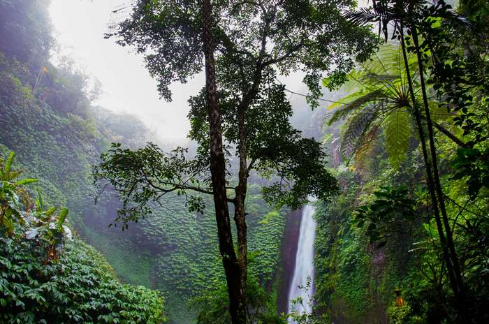 Waterfall in a lush tropical rainforest