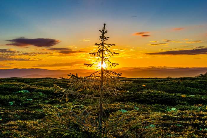 Sunset Silhouette with Tree and Vibrant Sky